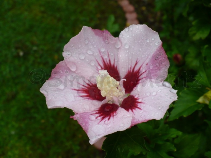 Images/Hibiskus_ (46).jpg